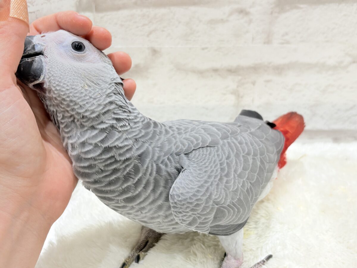 ヨウム