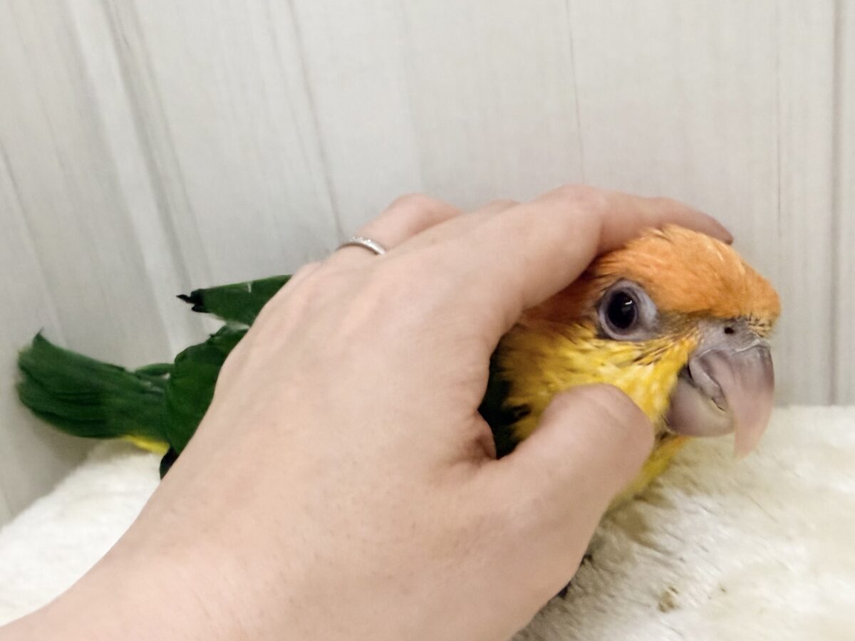 シロハラインコ