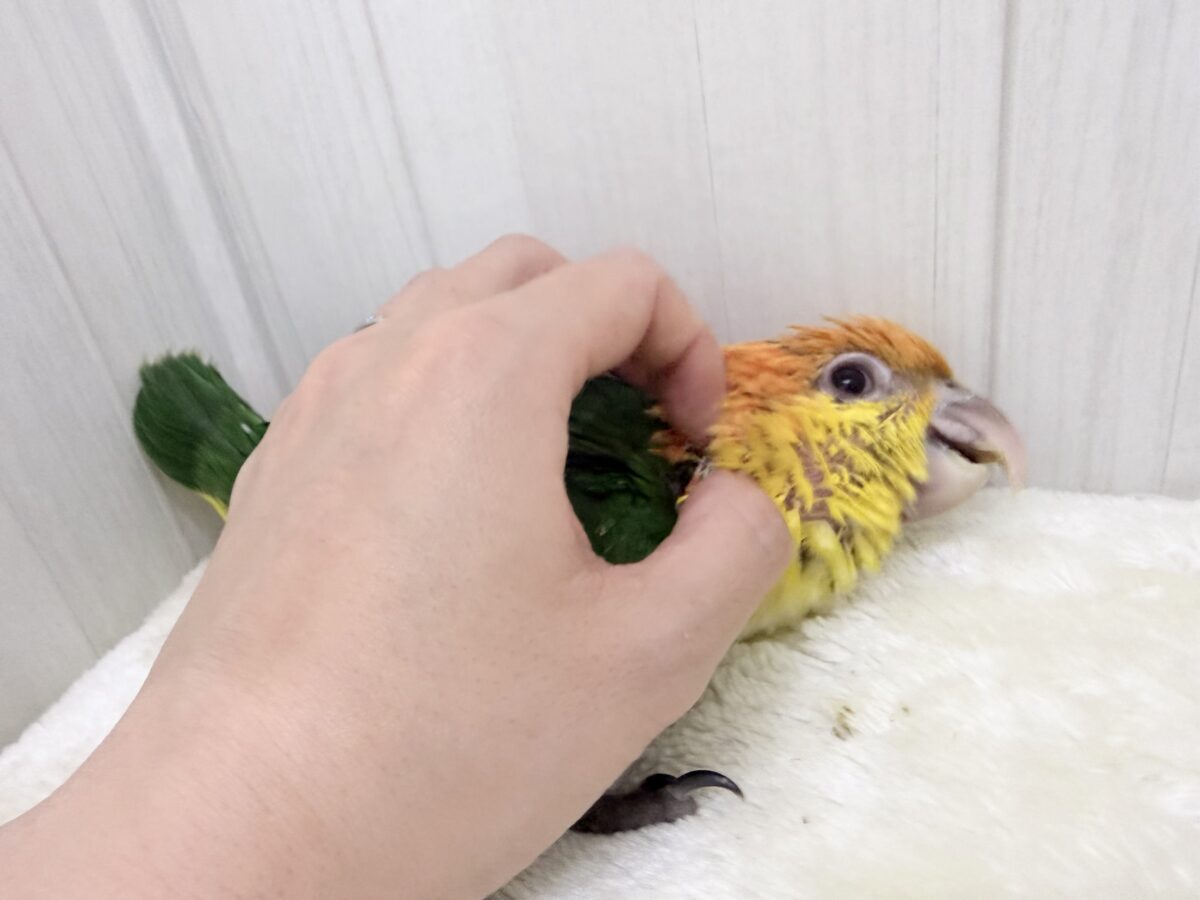 シロハラインコ