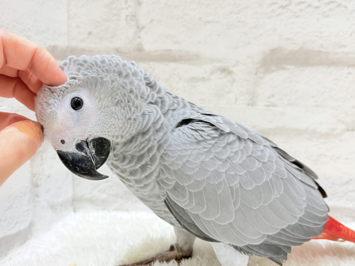 ヨウム