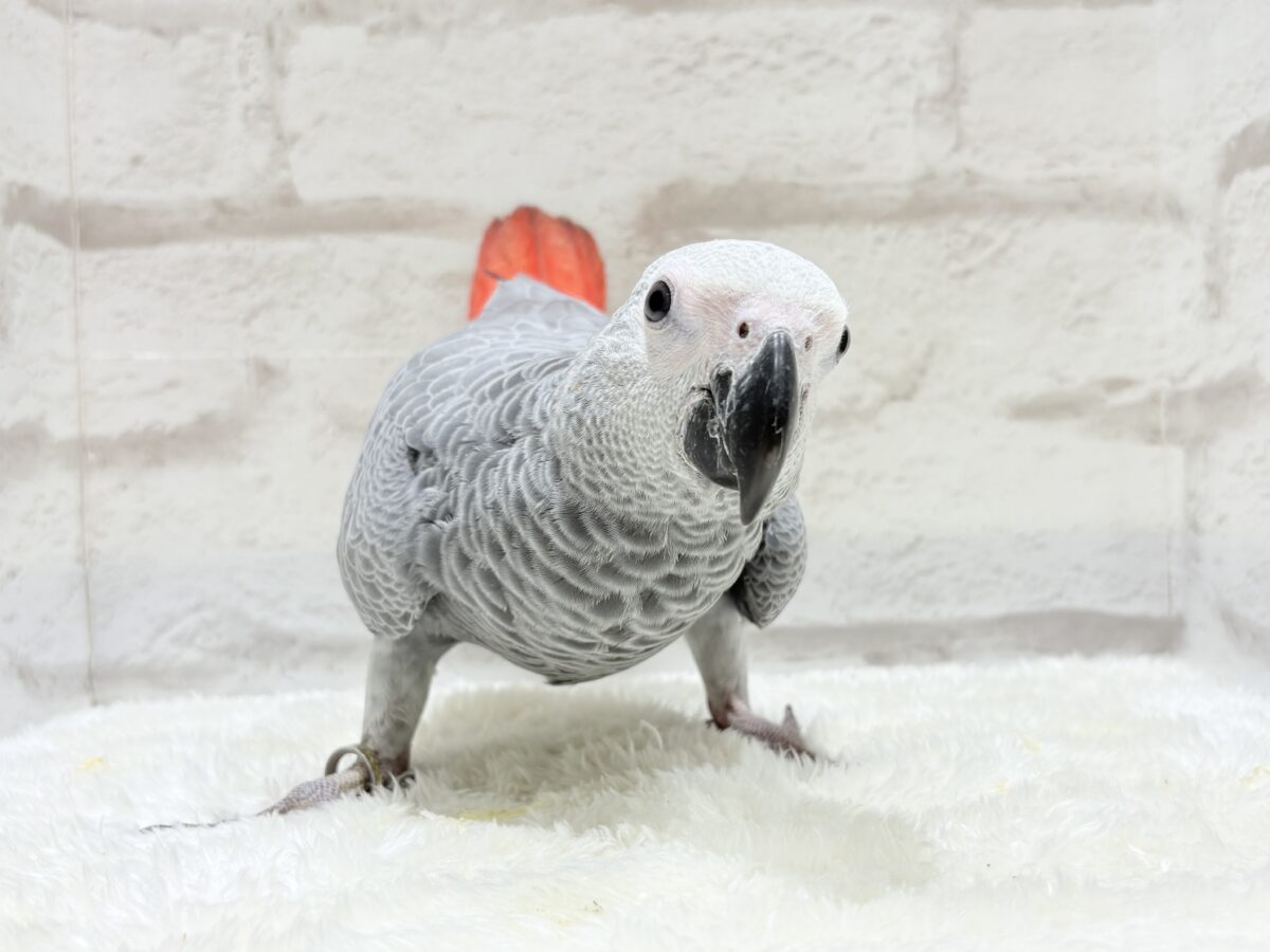 ヨウム