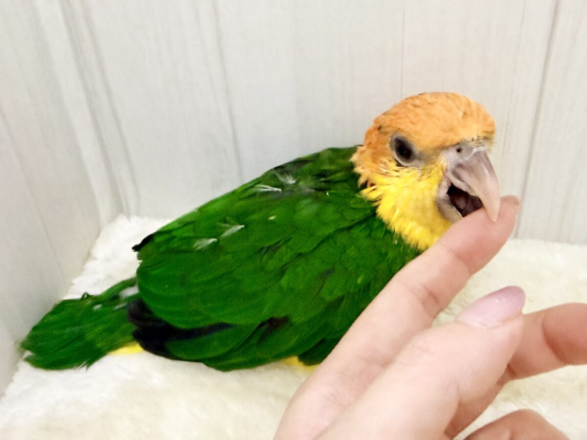 シロハラインコ