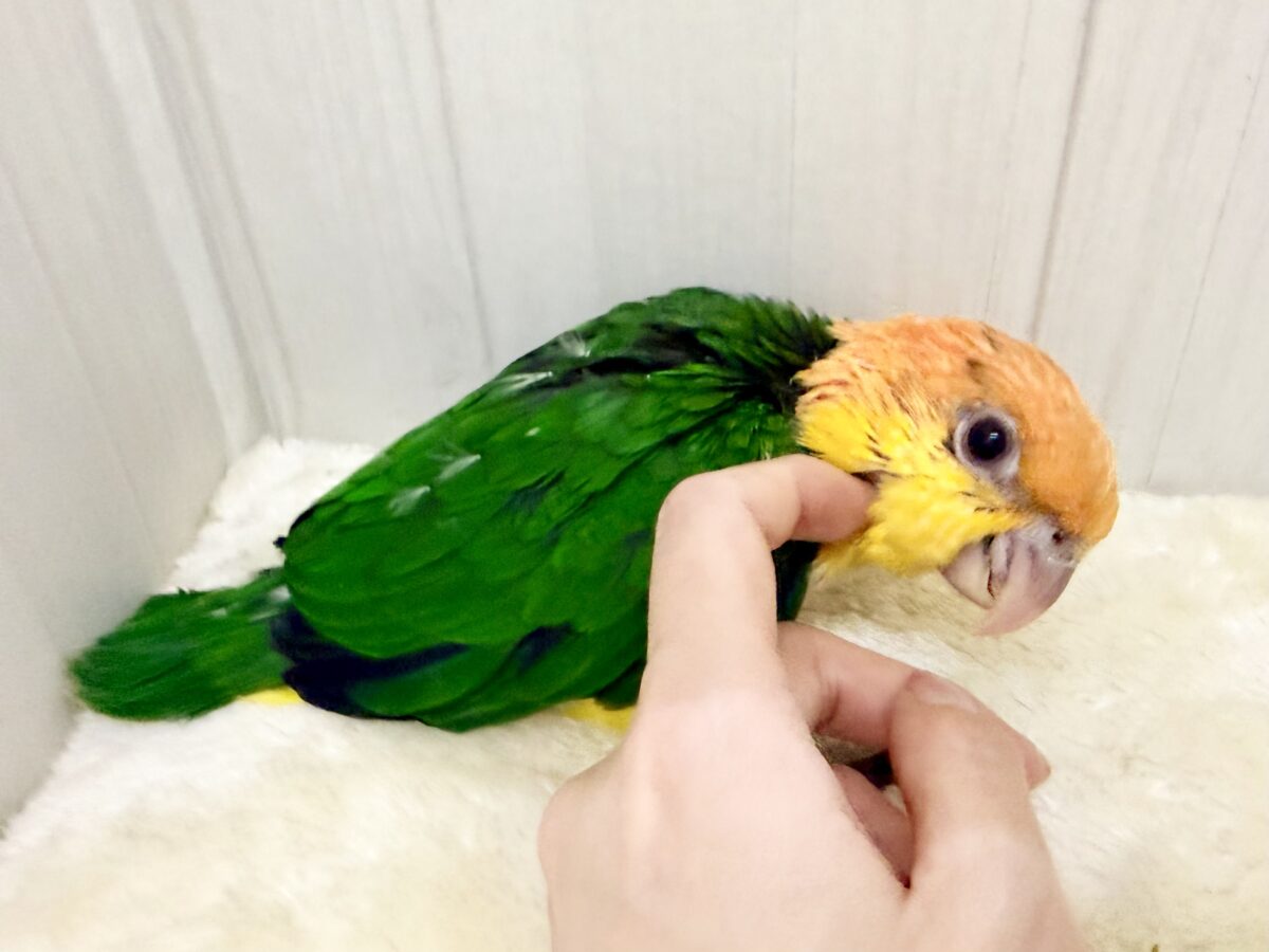 シロハラインコ