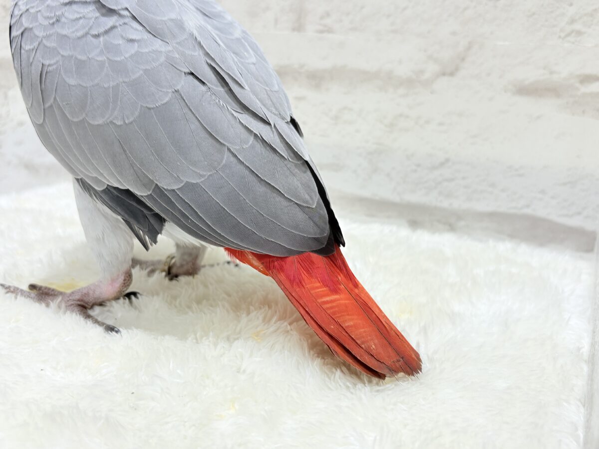 ヨウム