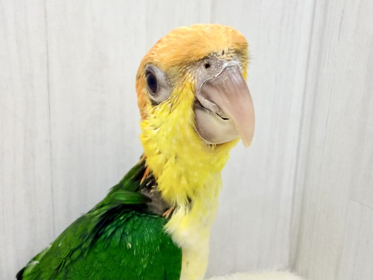 可愛いシロハラインコさんお探しの方〜( ˙꒳​˙ )ﾉ ﾊーｨこちらですよ〜💓