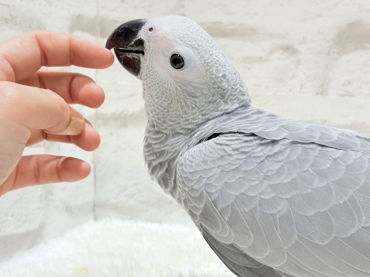 ヨウム