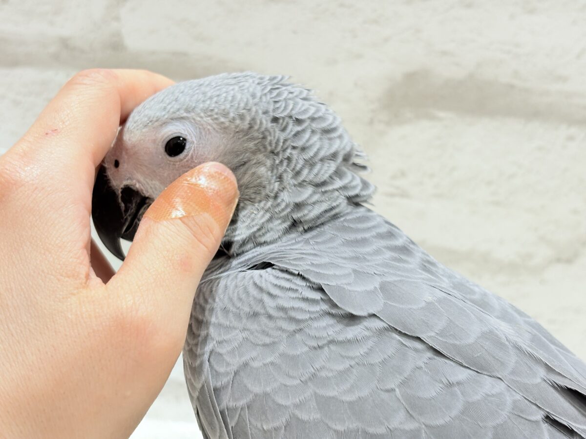 ヨウム