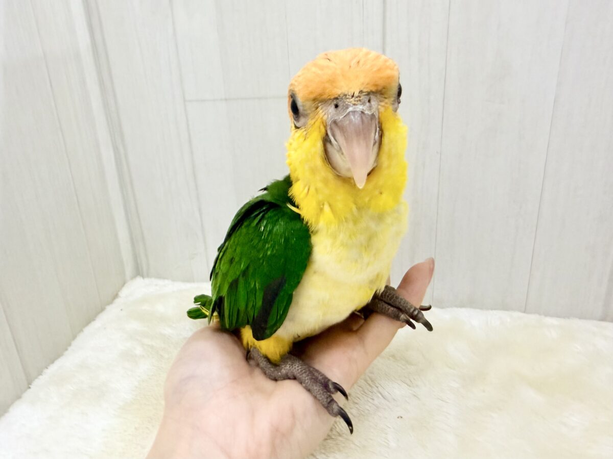 シロハラインコ