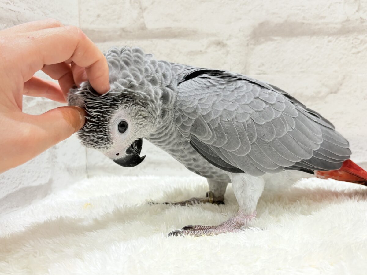 ヨウム