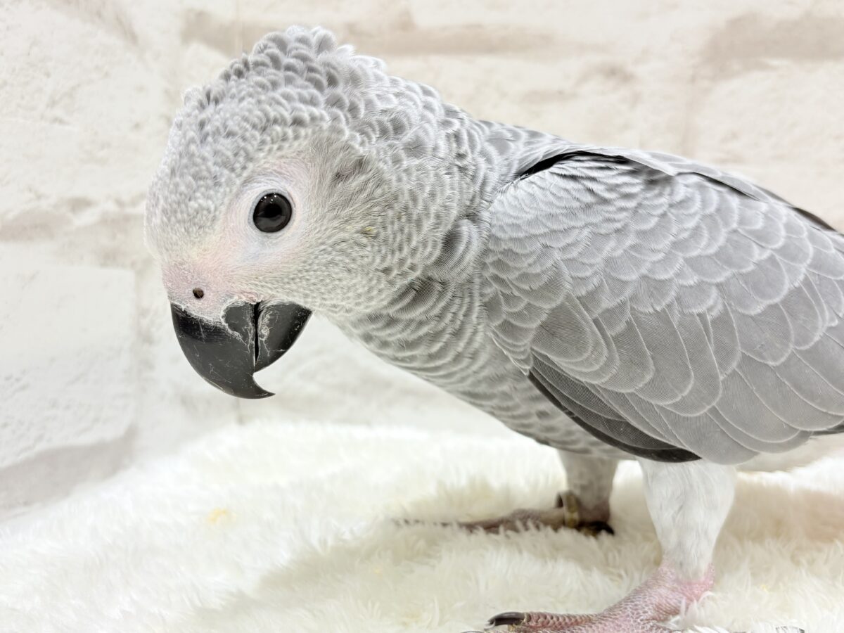 ヨウム