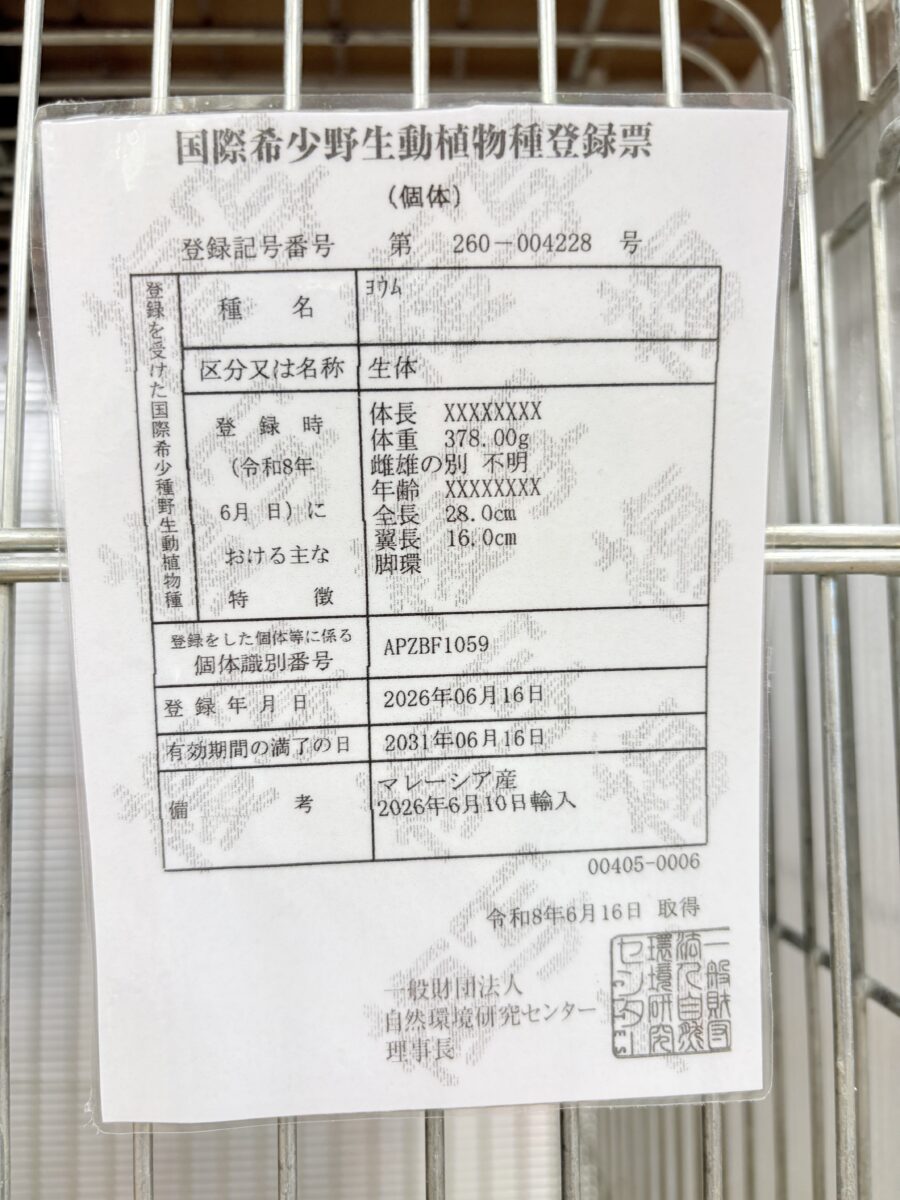 ヨウム
