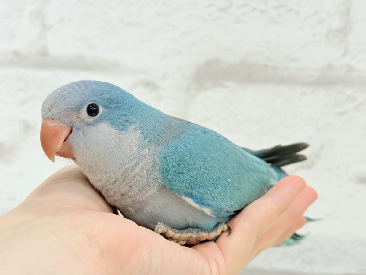 オキナインコ