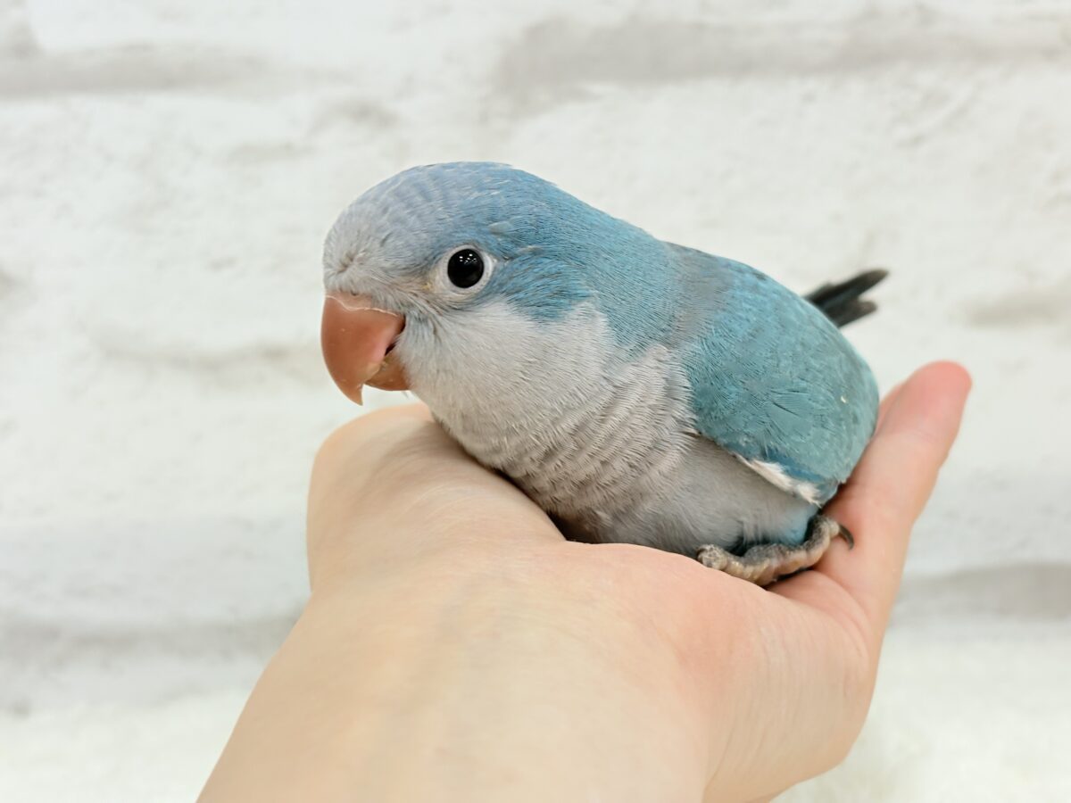 オキナインコ