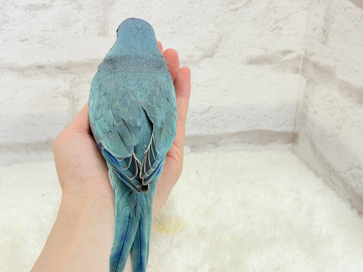 オキナインコ