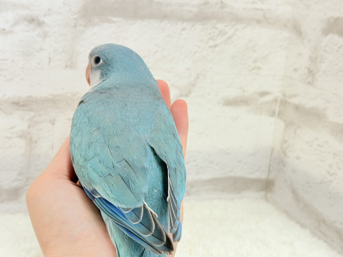 オキナインコ