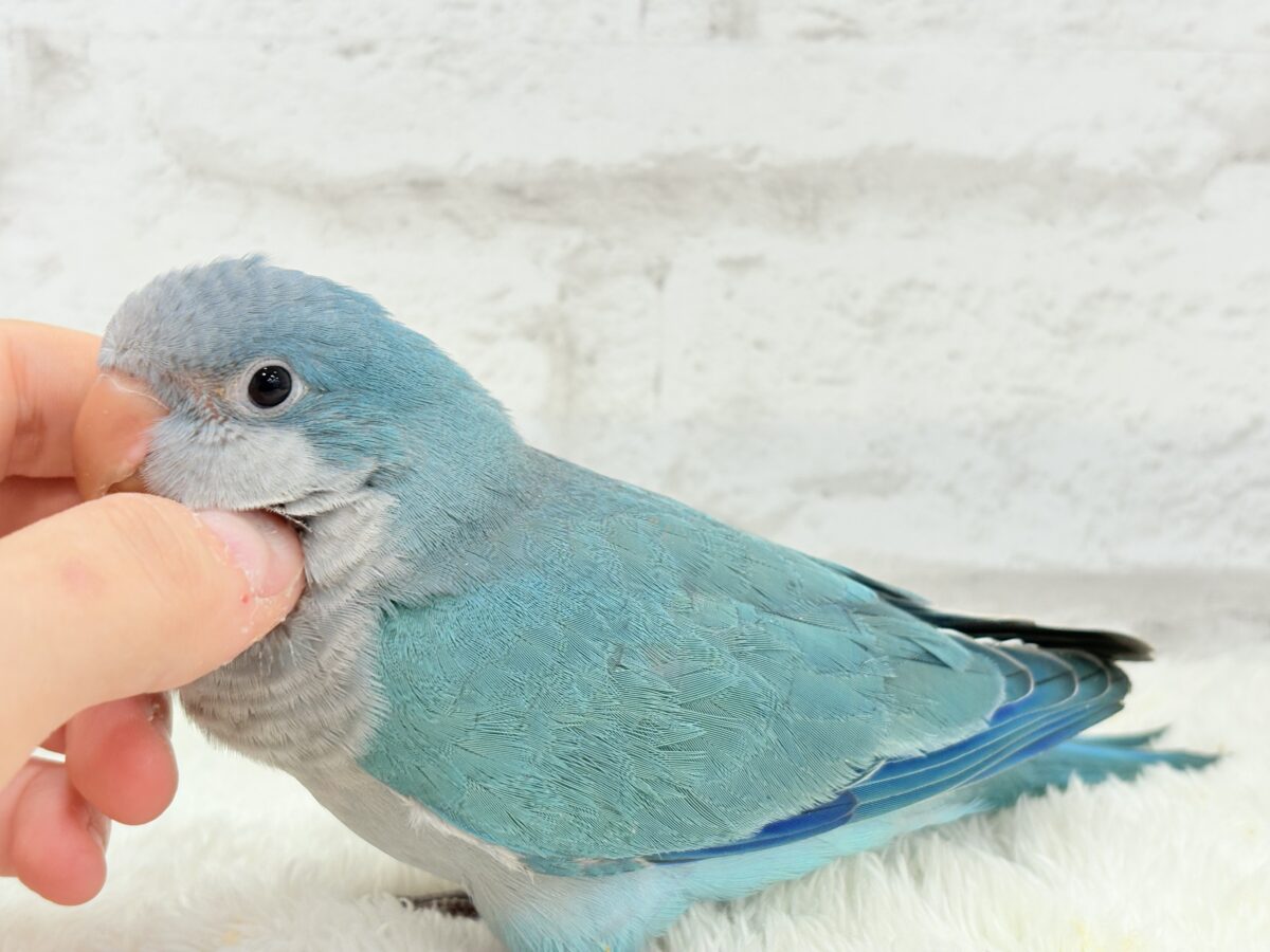 オキナインコ