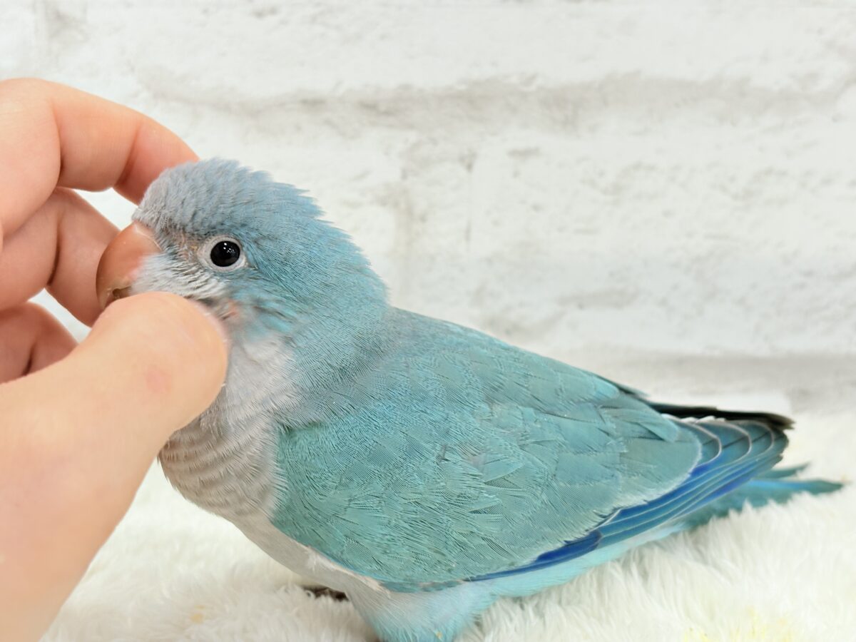 オキナインコ