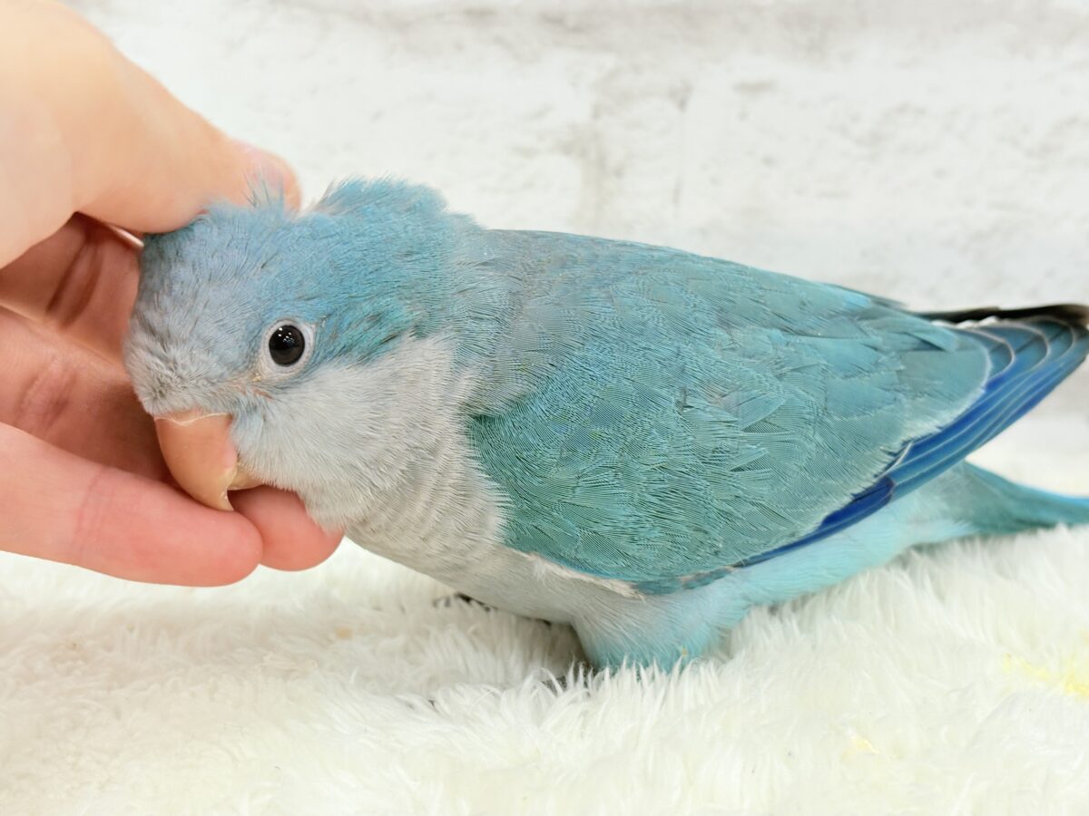 オキナインコ