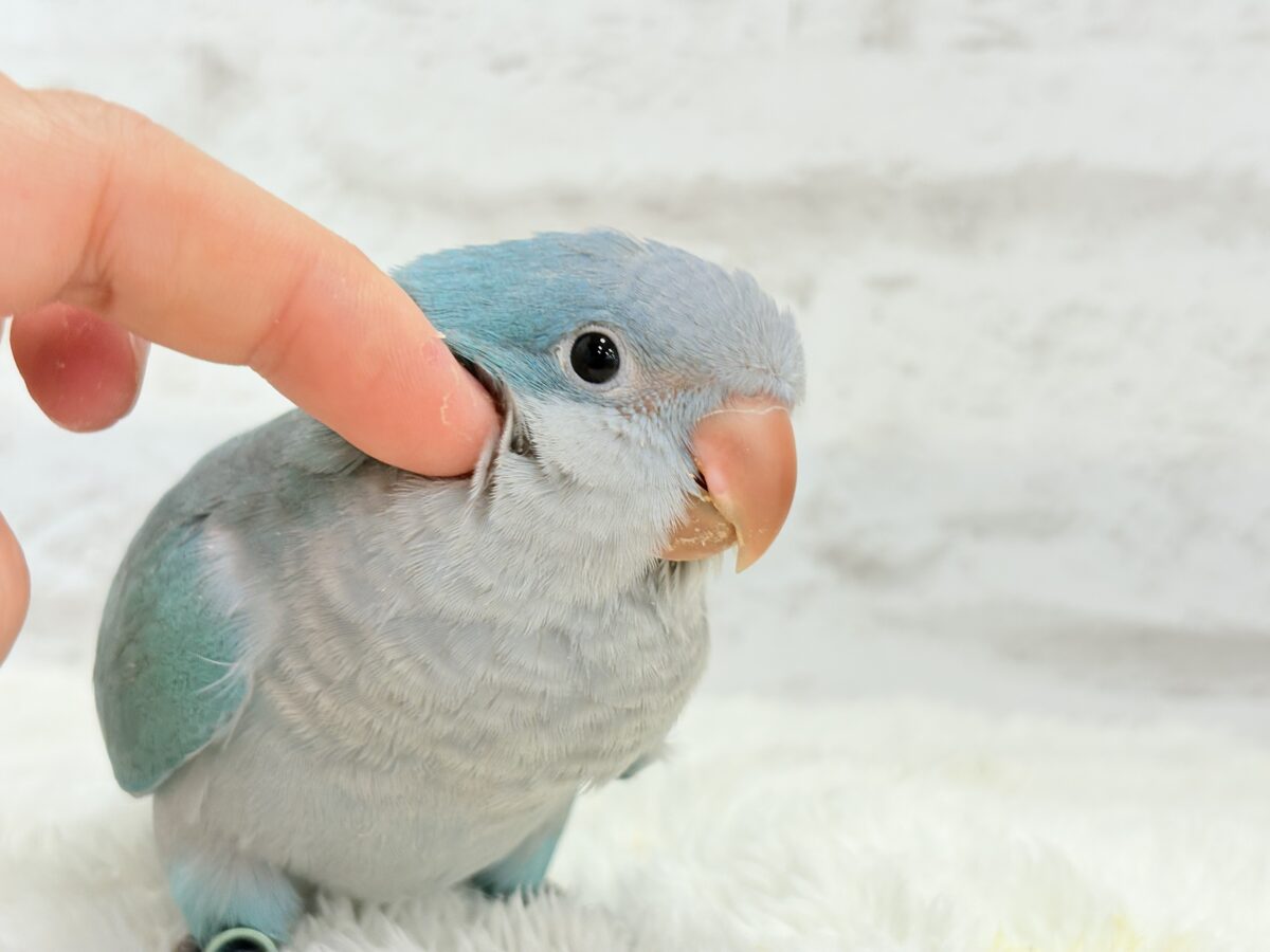 オキナインコ