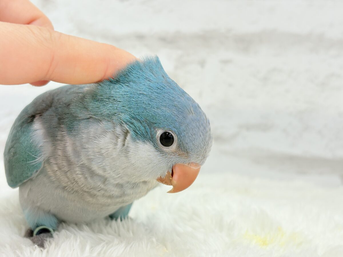 オキナインコ