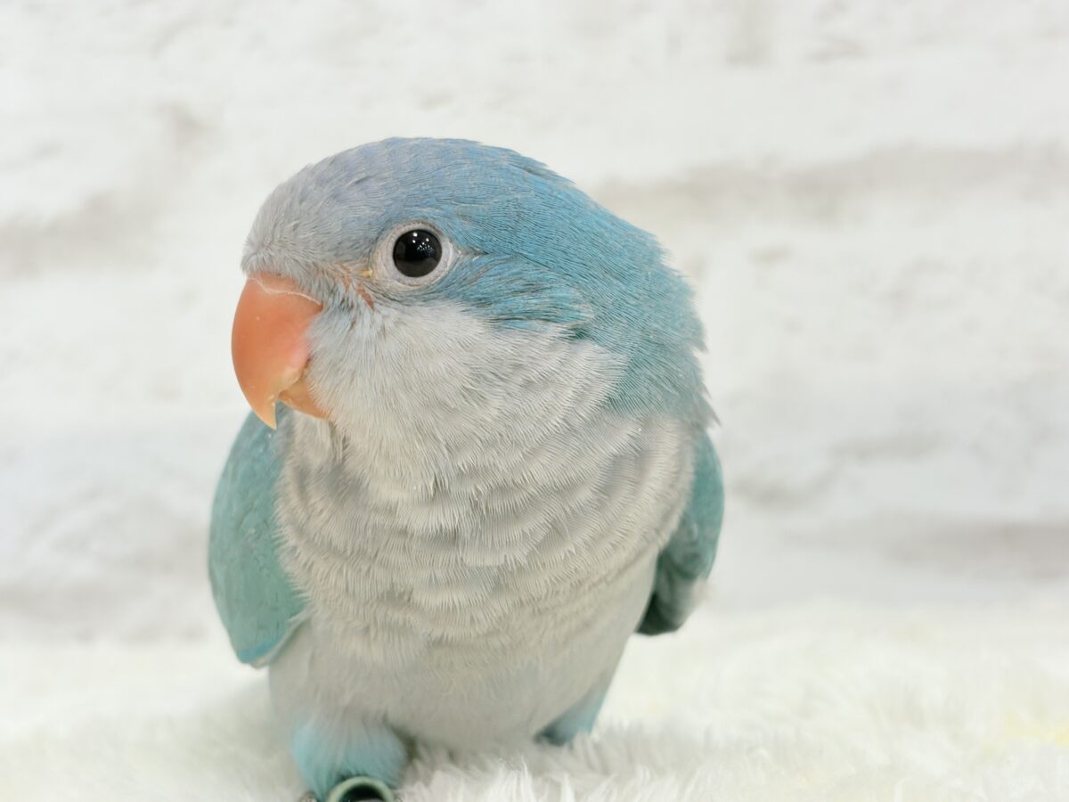 オキナインコ