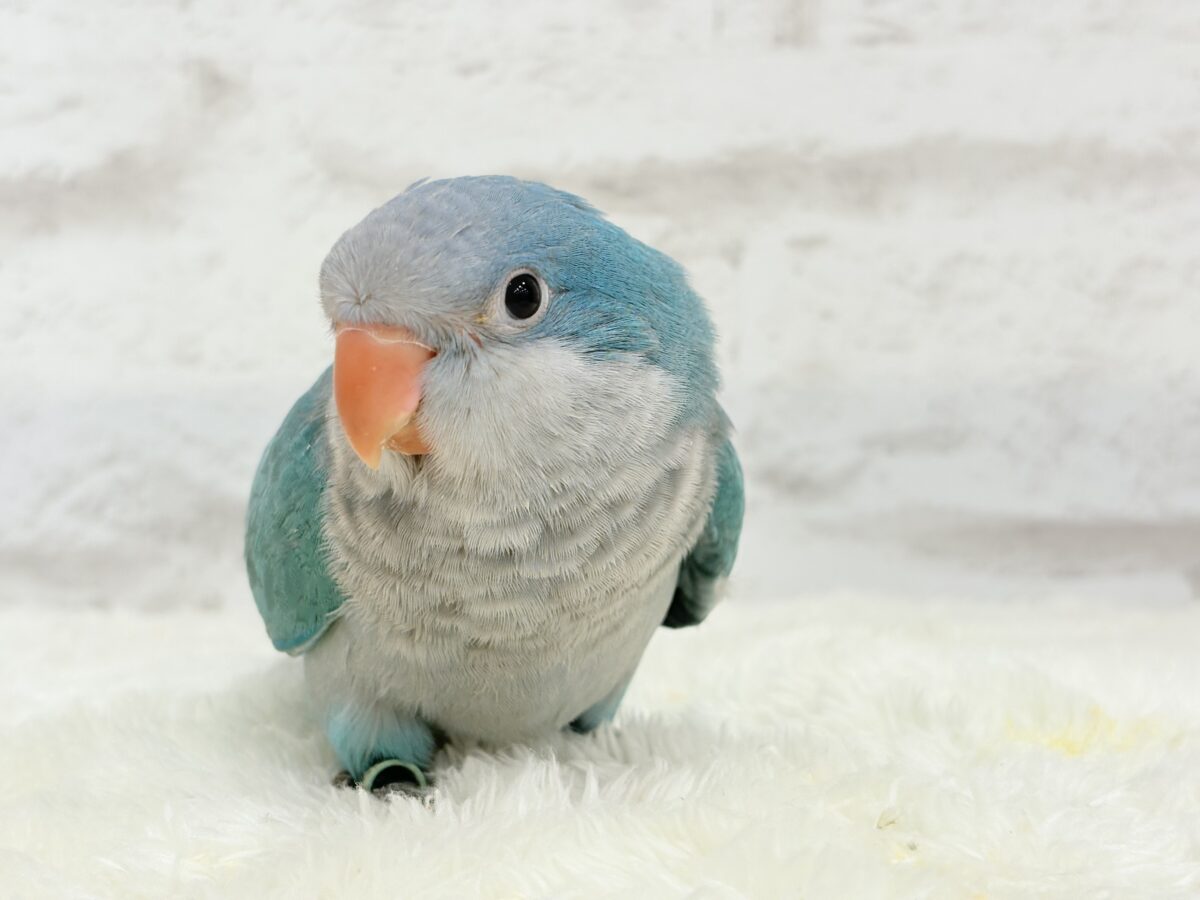 オキナインコ