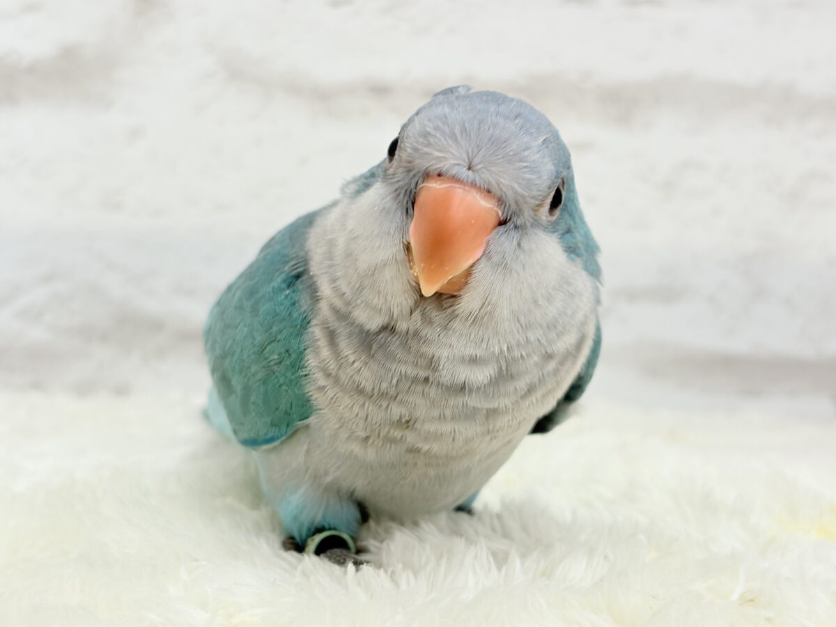 オキナインコ