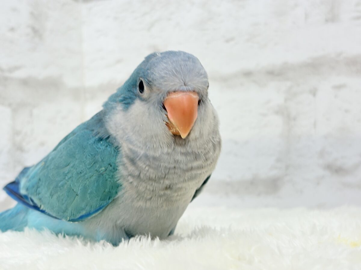 オキナインコ