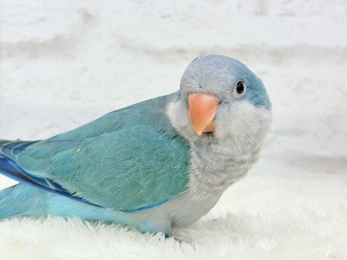オキナインコ