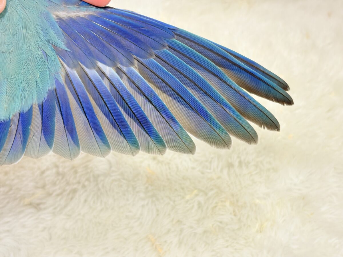 オキナインコ
