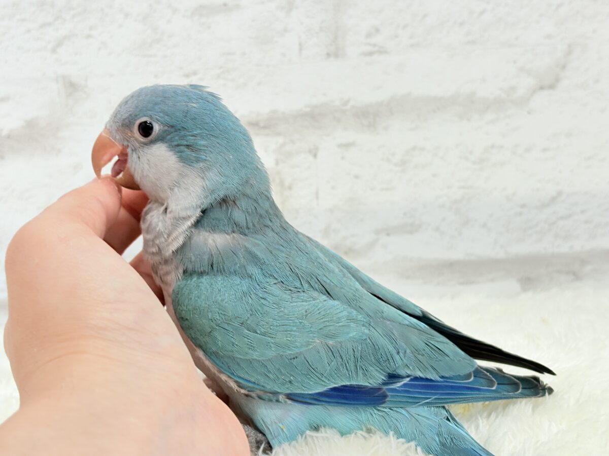オキナインコ