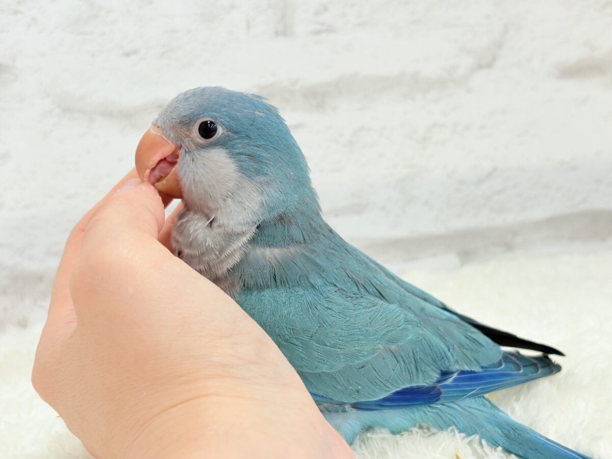 オキナインコ