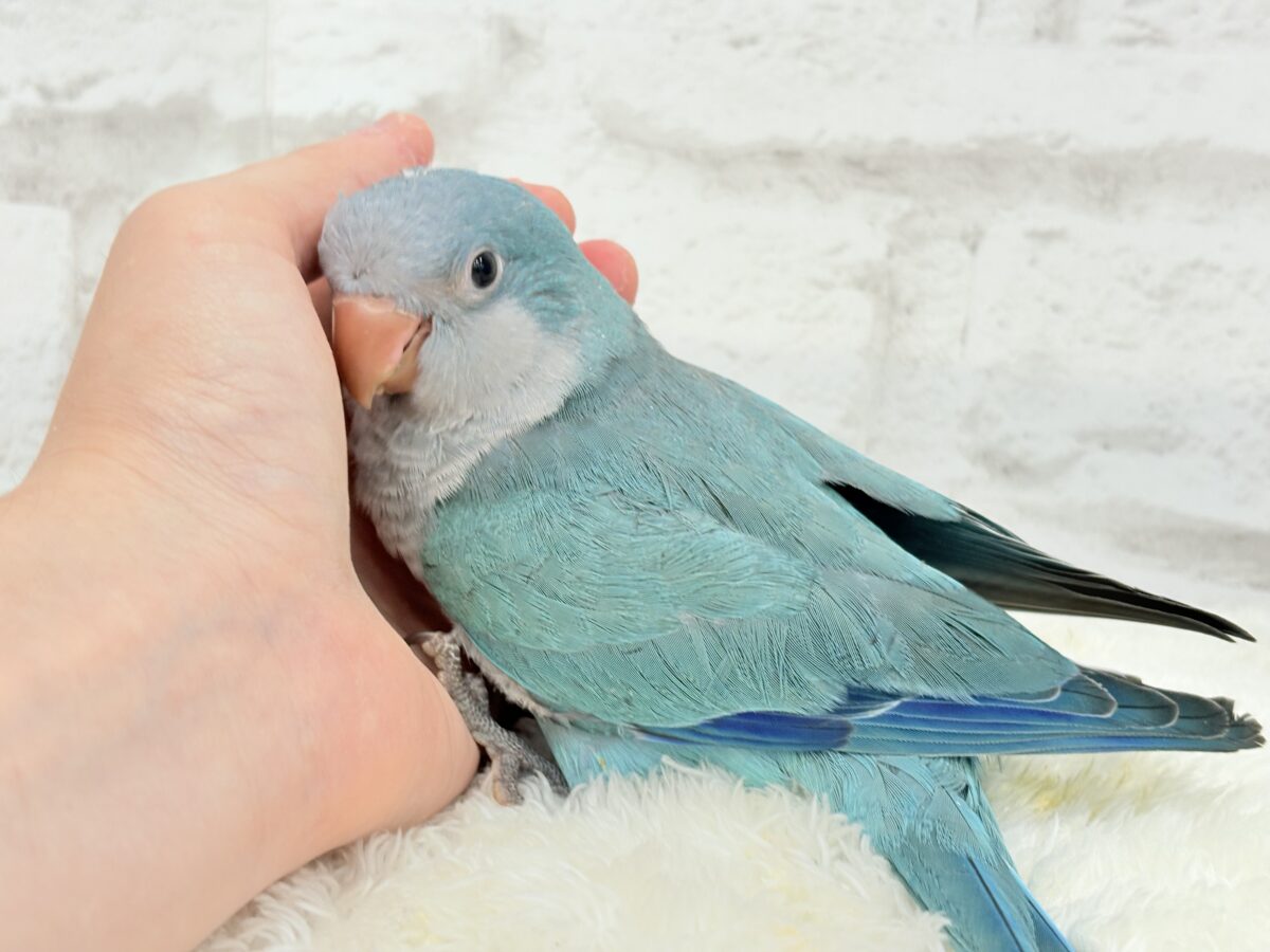 オキナインコ