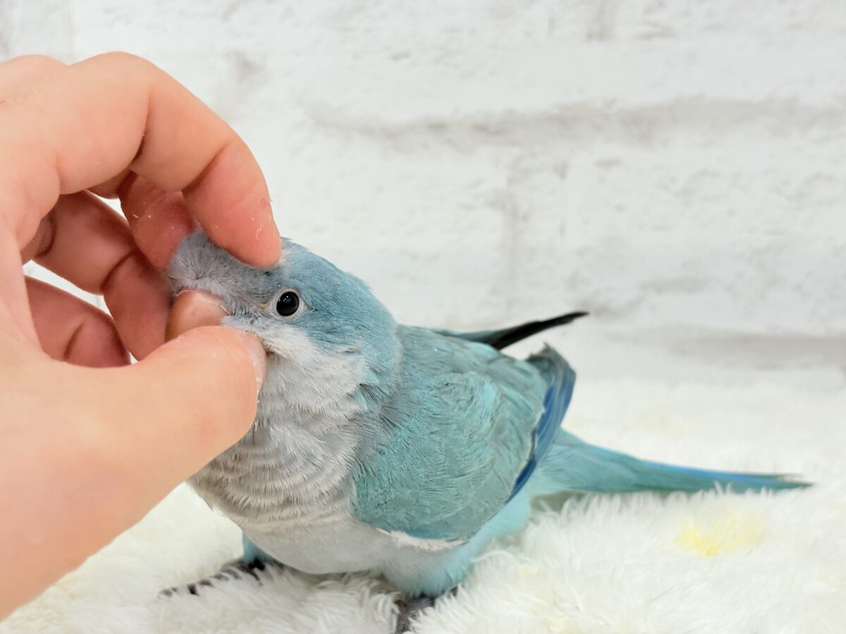 オキナインコ