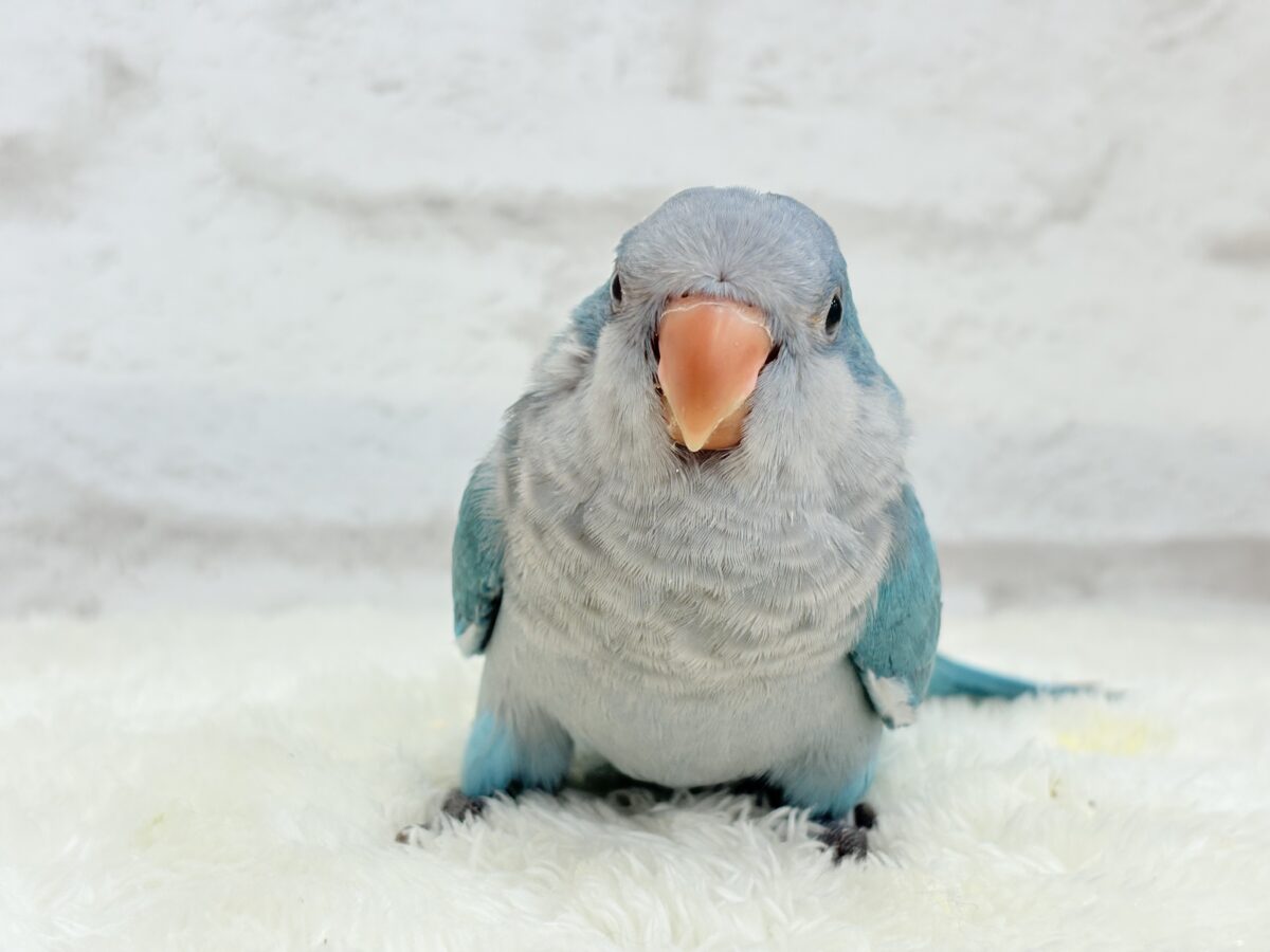 オキナインコ