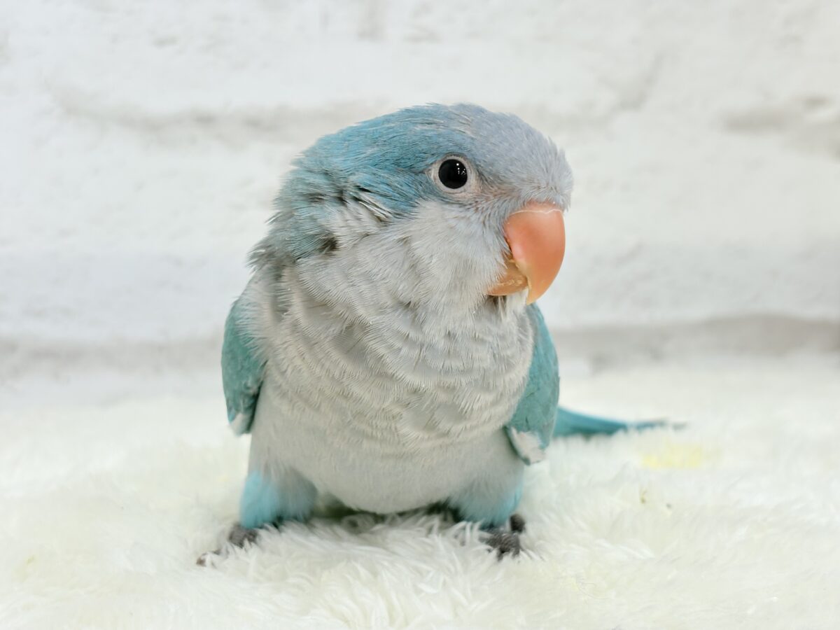 オキナインコ