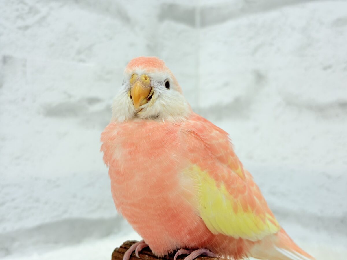 アキクサインコ（秋草インコ）