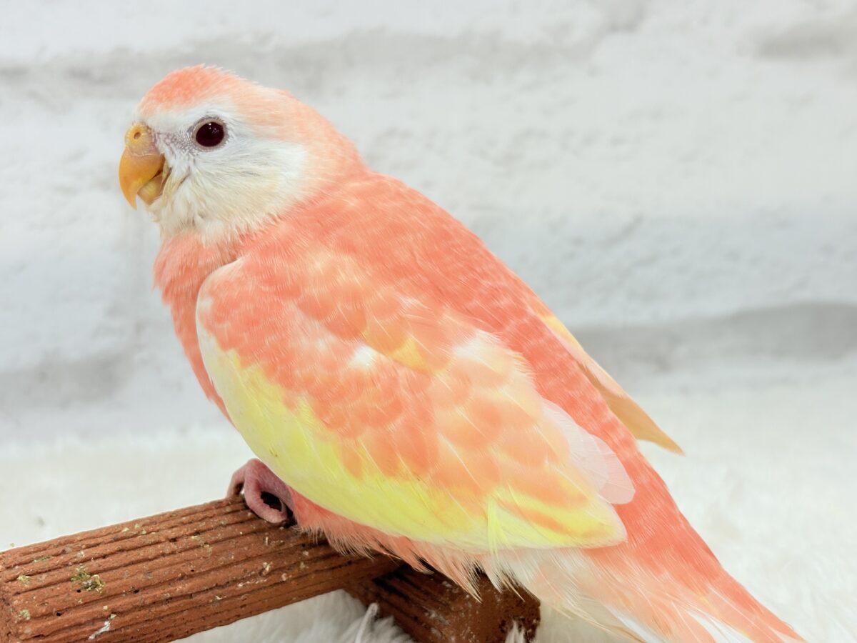 アキクサインコ（秋草インコ）