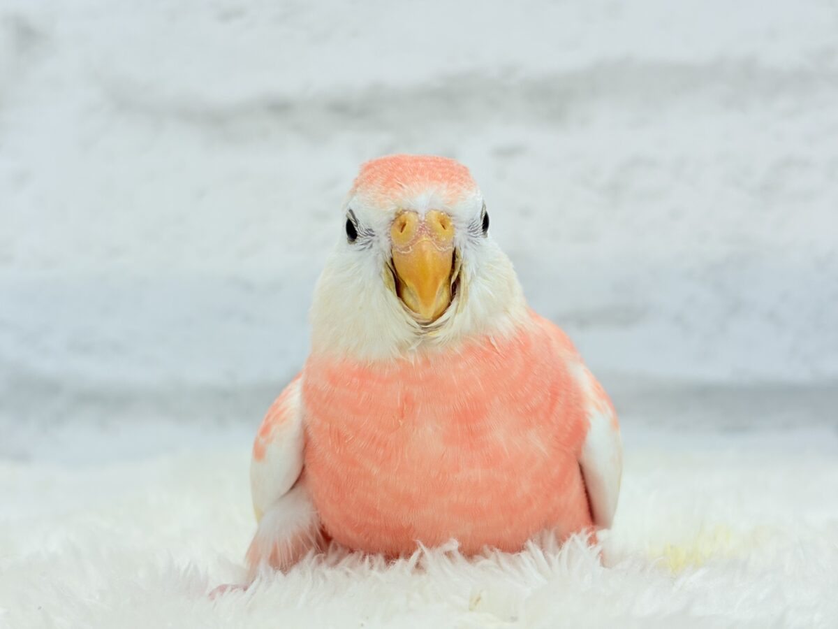 アキクサインコ（秋草インコ）