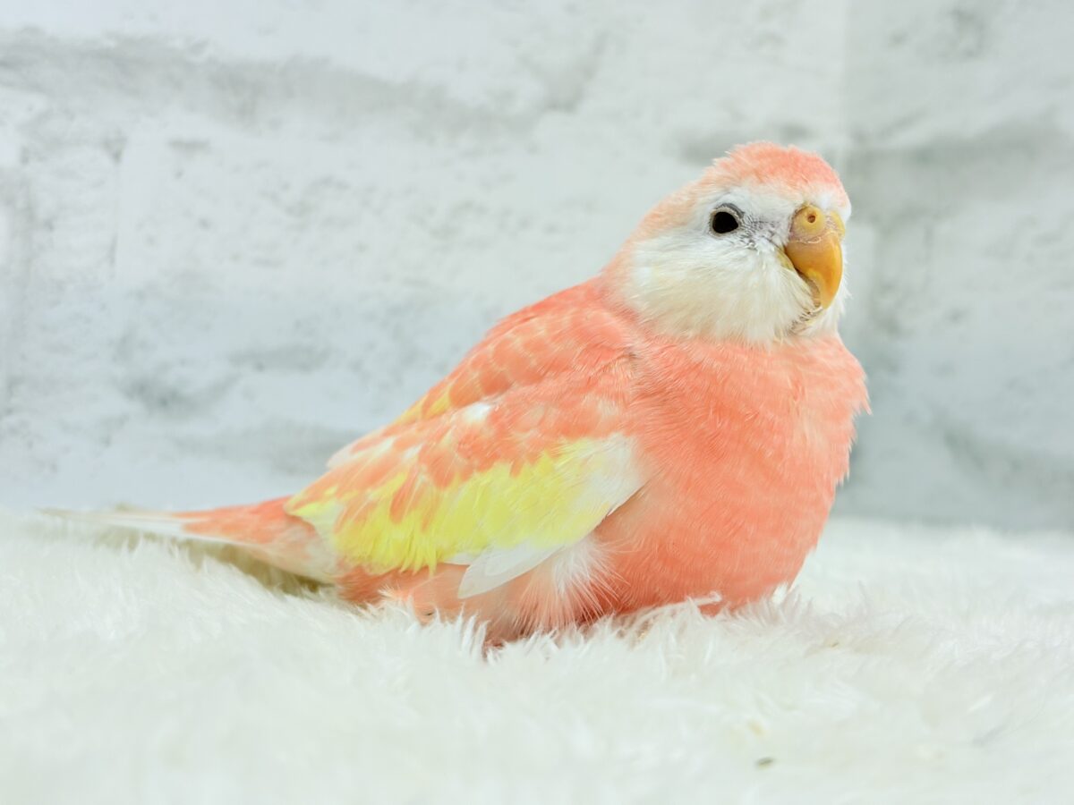 アキクサインコ（秋草インコ）