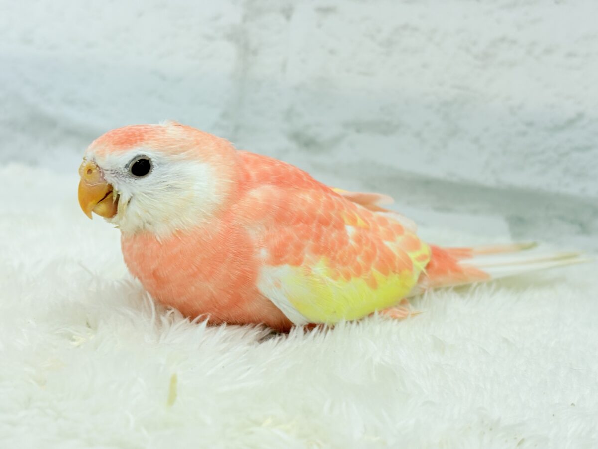 アキクサインコ（秋草インコ）