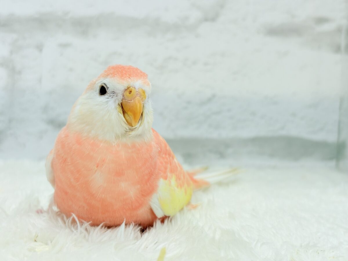 アキクサインコ（秋草インコ）