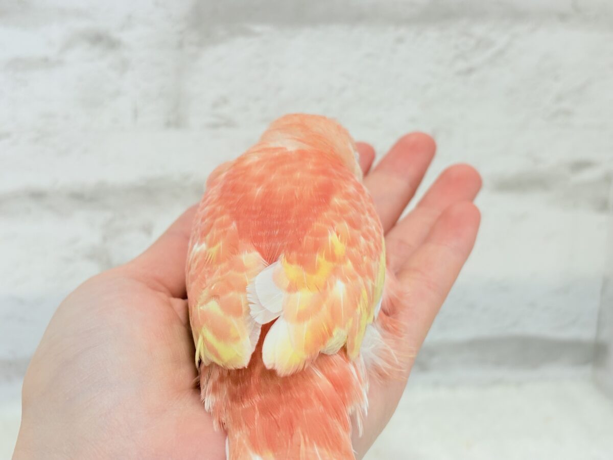 アキクサインコ（秋草インコ）