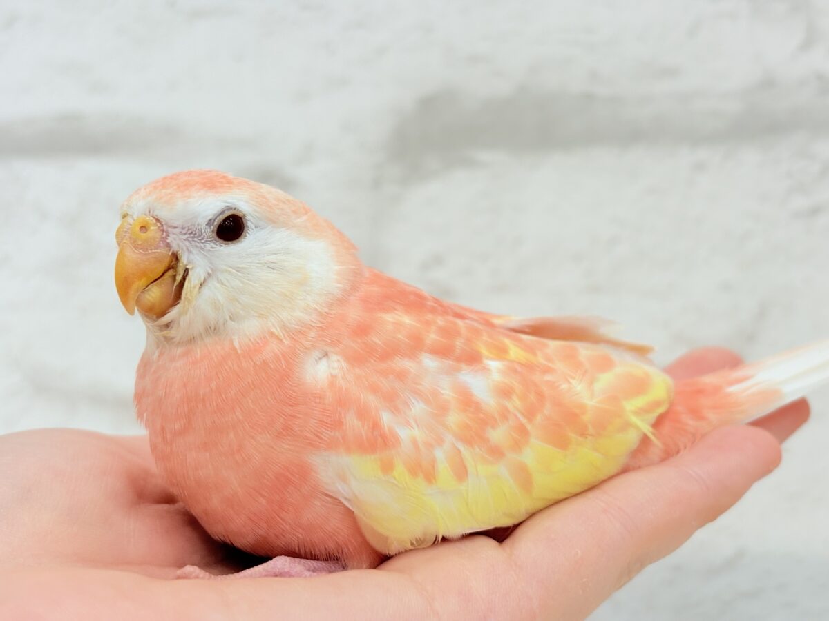 アキクサインコ（秋草インコ）