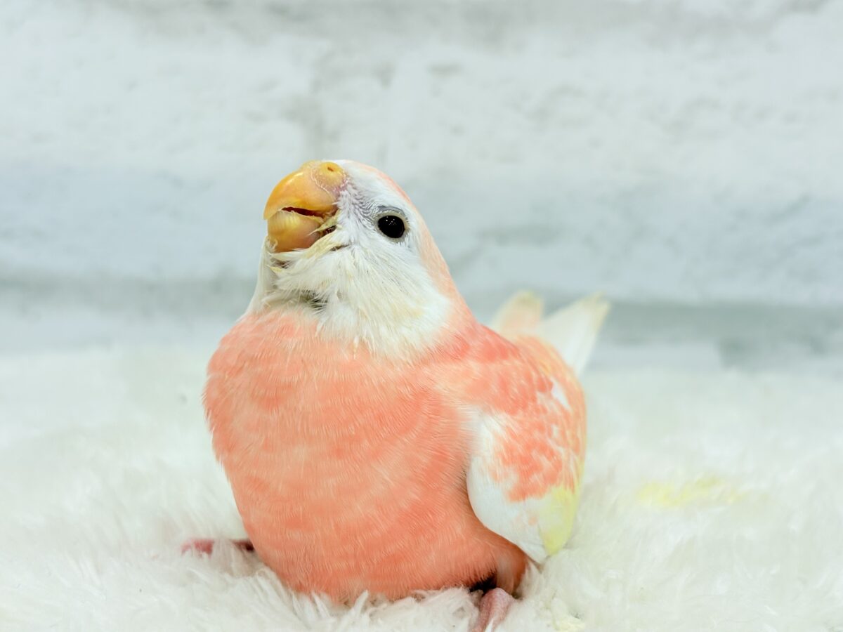 アキクサインコ（秋草インコ）