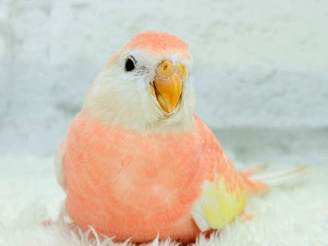 何層にも魅力が詰まってます🐥💝アキクサインコ(ルビノー) ヒナ