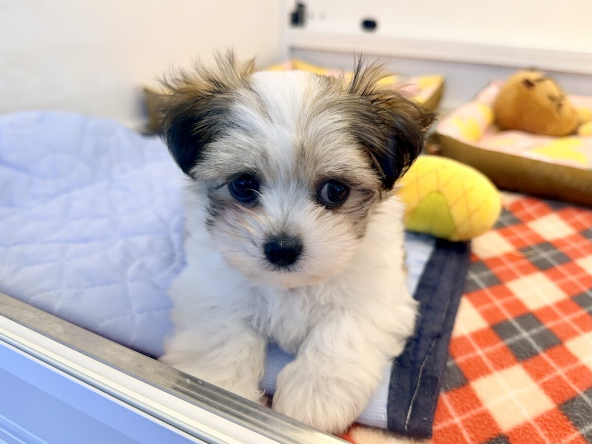 困り顔で母性本能くすぐられる〜🫠💗ハーフ犬(チワワ×マルチーズ)の男の子入荷しました❤️ チワマル(マルチワ)