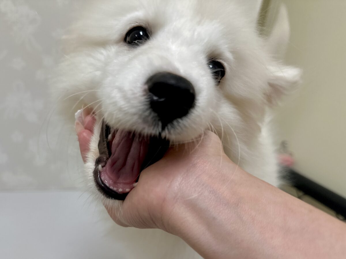 サモエド