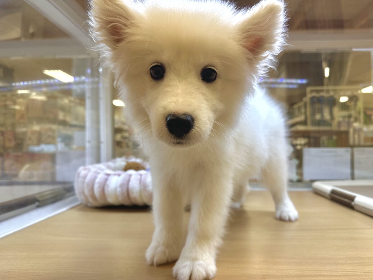 サモエド