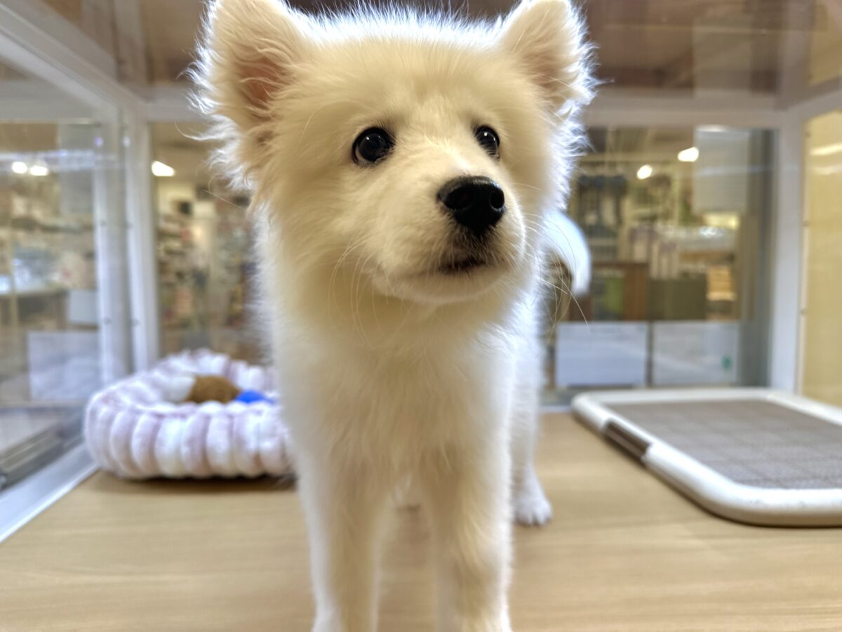 サモエド